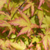 GreenboutiQ - Garden Plant - Acer palmatum Sangokaku - Green - 3 Plants - Deciduous - Low Maintenance - Pot 12cm Height 35cm Bild 4