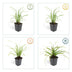 Carex morrowii 'Ice Dance' Bodendecker - 60x, 10-25cm Bild 4