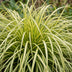 Green boutiQ - Grasses - Carex oshimensis Evergold - Japanese Sedge - Evergreen - Yellow-Green - 6 Plants - 11cm Pot - Height 15-25cm Bild 5