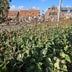 24x Phlomis russeliana - ↕10-25cm - Ø9cm Bild 7