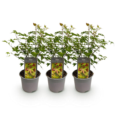 Acer palmatum 'Little Princess' - 3x Zwerg-Ahorn, 35cm, pflegeleicht