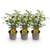 Acer palmatum 'Little Princess' - 3x Zwerg-Ahorn, 35cm, pflegeleicht Bild 2