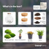 DIY Pflanzen-Terrarium mit LED & Bonsai – Fertigset Bild 3