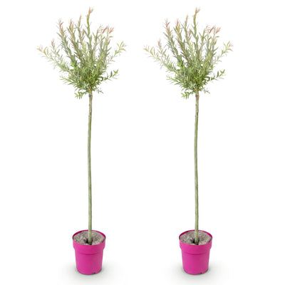 2x - Salix Flamingo - Ø23cm - ↕140-160cm