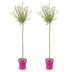 2x Salix Flamingo Solitärbaum, 140-160cm, Ø23cm Bild 2