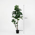 Künstlicher Ficus Lyrata verzweigt - 150 cm Bild 2