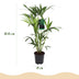 Kentia Palme (Howea Forsteriana) – Wenig Pflege, 80-85cm, Weißer Topf Bild 3