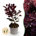 Cotinus coggygria Lilla (3 Pflanzen) - Lila Blüte & Purpurrot Laub Bild 1