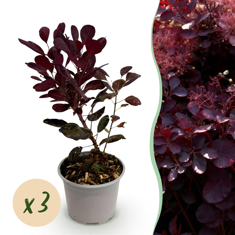 Cotinus coggygria Lilla (3 Pflanzen) - Lila Blüte & Purpurrot Laub