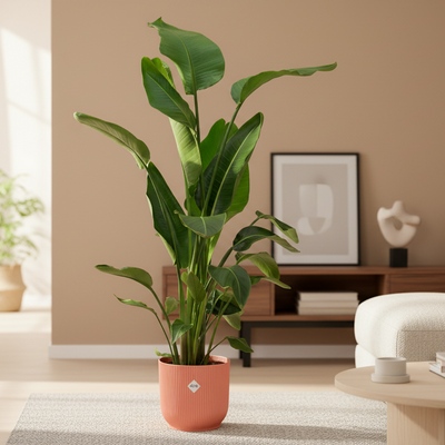 Strelitzia Nicolai inklusive elho Vibes Fold Round rosa - 160 cm - Ø30