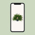 Nephrolepis Green Lady Farn - Ø20cm, ↕60cm Bild 5