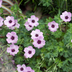 6x Geranium cin. 'Ballerina' Staude, 10-25cm, Ø9cm Bild 6