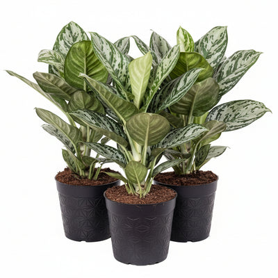 Aglaonema Jungle Silver – Elegant Zimmerpflanze Ø19cm, ↕60cm