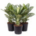 Aglaonema Jungle Silver - Elegant Houseplant Ø19cm, ↕60cm Bild 1
