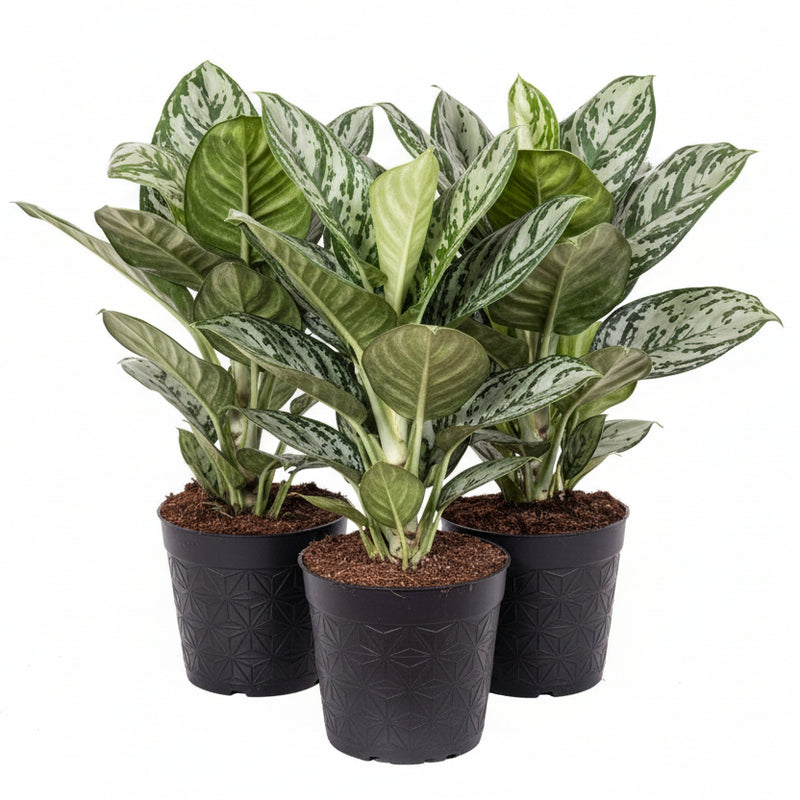Aglaonema Jungle Silver - Elegant Houseplant Ø19cm, ↕60cm
