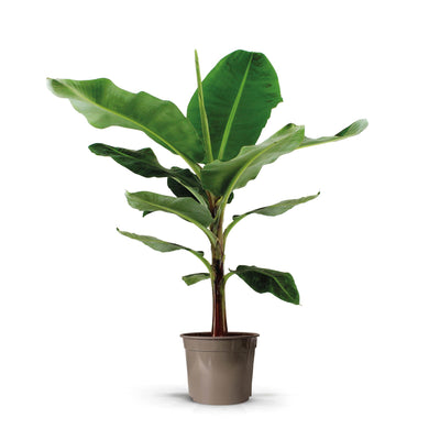 Bananenpflanze (Musa) - Großer grüner Blickfang, 130 cm