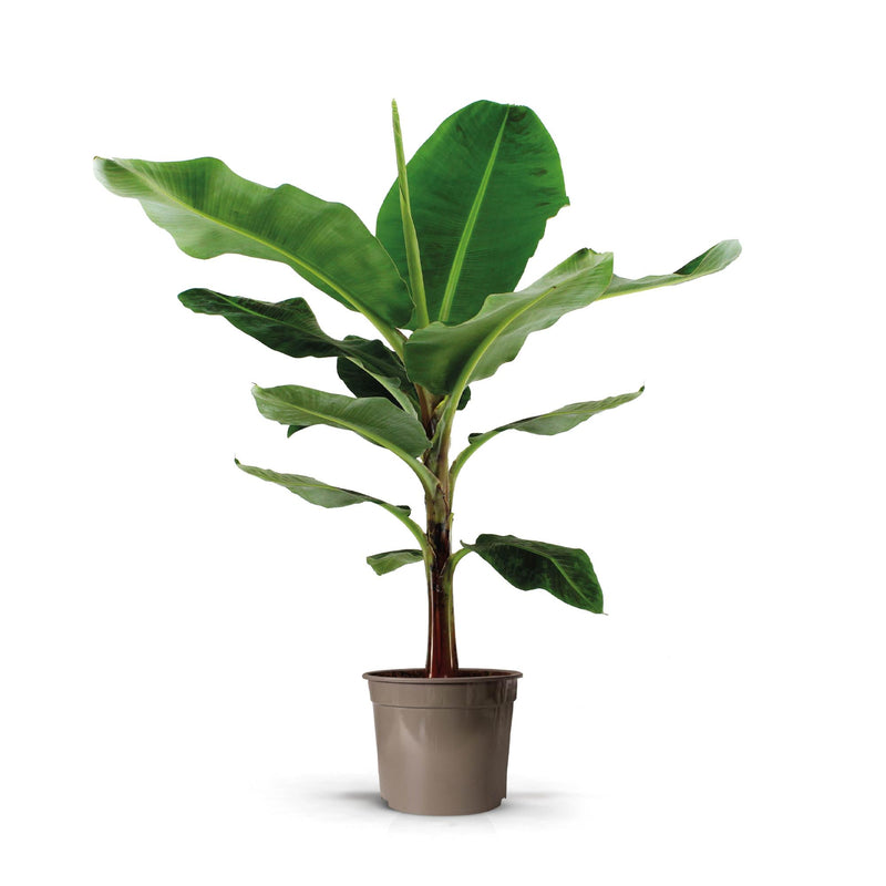 Bananenpflanze (Musa) - Großer grüner Blickfang, 130 cm