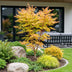Green boutiQ - Gartenpflanze - Acer palmatum Shaina - Japanischer Ahorn - Laubabwerfend - Rot - 1 - Topf 26cm - Höhe 90cm Bild 7