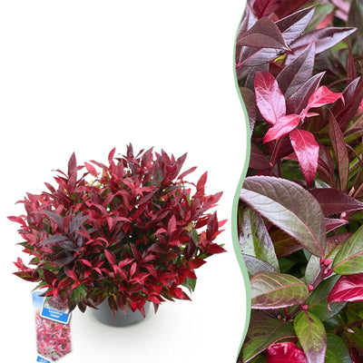 GreenboutiQ - Garden Plant - Leucothoe Zeblid - Red - 1 Plant - Evergreen - Low Maintenance - Pot 17cm Height 45cm