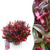 GreenboutiQ - Gartenpflanze - Leucothoe Zeblid - Rot - 1 Pflanze - Immergrün - Wenig Pflege - Topf 17cm Höhe 45cm Bild 1