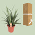 Sansevieria Diamond Green – Schwiegermutterzunge – 80cm Bild 4