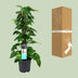 Scindapsus (Epipremnum) Hanging Plant, Ø19cm Pot, 80cm High Bild 4