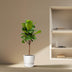 Ficus Lyrata Baum (Geigenfeige) - 180 cm - Ø30 cm Topf Bild 3