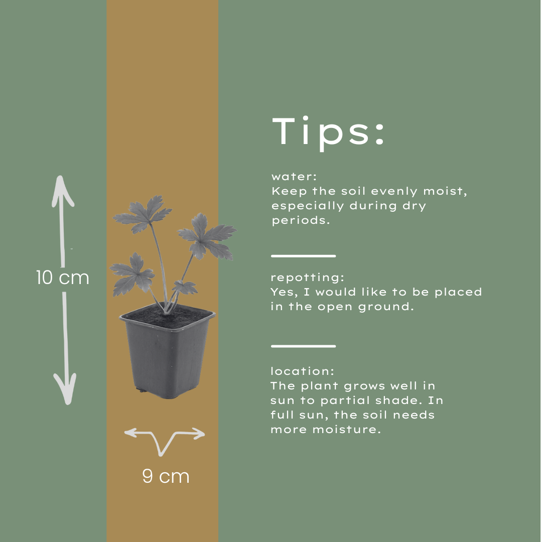 12x Astrantia major Sterndolde 10-25cm im 9cm Topf