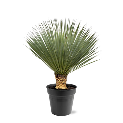 Yucca Rostrata Blaue Palmlilie, 100-120cm, 40cm Topf