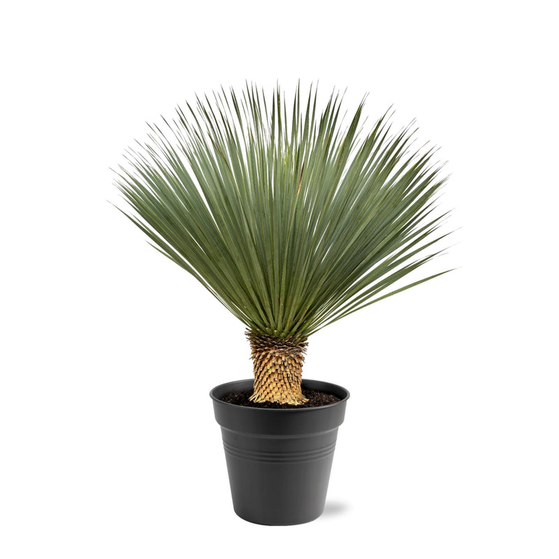 Yucca Rostrata Blaue Palmlilie, 100-120cm, 40cm Topf