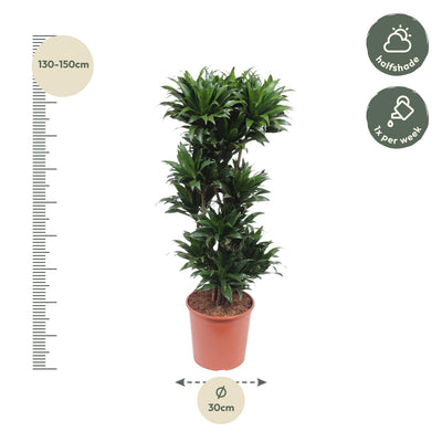 Dracaena Compacta - 140 cm - Ø30 cm Topf - Attraktive Zimmerpflanze