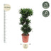 Dracaena Compacta - 140 cm - Ø30 cm Topf - Attraktive Zimmerpflanze Bild 2