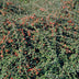 6x Cotoneaster suec. 'Coral Beauty' - ↕10-25cm - Ø9cm Bild 4