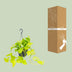 Epipremnum Golden Pothos (Scindapsus) - Hanging/Climbing Plant, Ø15, ↕25cm Bild 4