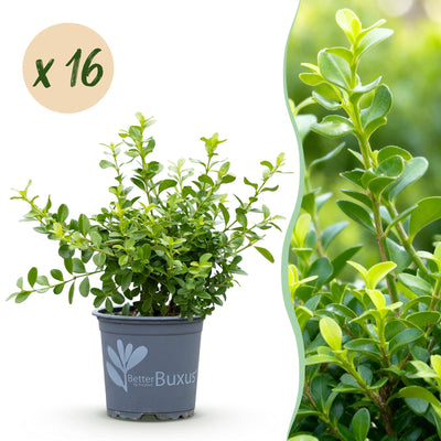 GreenboutiQ Buxus Hecke 'Babylon Beauty' - 16 Pflanzen für 2m