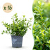 GreenboutiQ Buxus Hecke 'Babylon Beauty' - 16 Pflanzen für 2m Bild 1