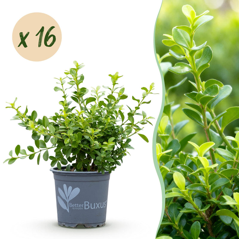 GreenboutiQ Buxus Hecke 'Babylon Beauty' - 16 Pflanzen für 2m