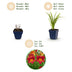 Green boutiQ - Perennial - Hemerocallis Autumn Red - Daylily - Bee and Butterfly Attractors - Red - 12 Plants - Pot 11cm - Height 15-25cm Bild 2