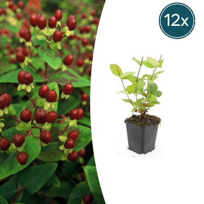 12x Hypericum inodorum 'Beauty' - 10-25cm hoch - Ø9cm Topf