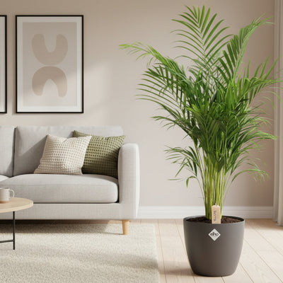 Dypsis Lutescens (Areca) Palme Ø24cm, ↕110cm, Anthrazit Topf