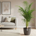 Dypsis Lutescens (Areca) Palme Ø24cm, ↕110cm, Anthrazit Topf Bild 2