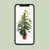 Epipremnum Pinnatum Albo Variegata, 125cm, Ø24cm Bild 5