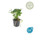 6x Japanischer Ysander (Pachysandra terminalis) - Bodendecker Bild 3