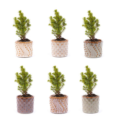 Mini-Weihnachtsbaum 6er-Set – Inklusive Topf-Set "Madrid" – Draht-Lichterkette mit 20 LED-Lämpchen