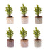 Mini-kerstboom set 6 - Inclusief pot set Madrid - Draadverlichting met 20 led-lampjes Bild 2