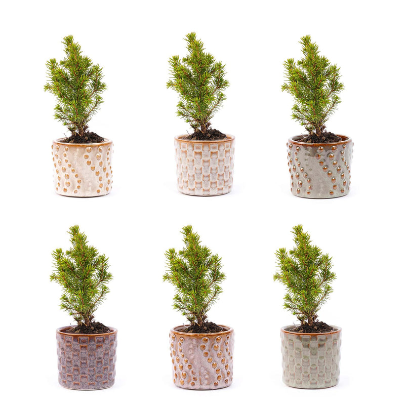 Mini Christmas Tree Set of 6 – Including "Madrid" Pot Set – Wire Fairy Lights with 20 LED Bulbs