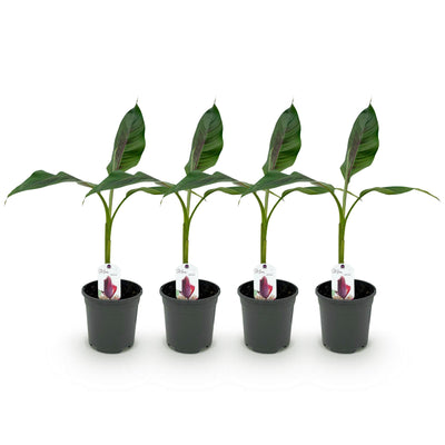 GreenboutiQ Bananenpflanze 'Red Tiger' (Musa sikkimensis) - 4x Topf 17cm