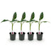 GreenboutiQ Bananenpflanze 'Red Tiger' (Musa sikkimensis) - 4x Topf 17cm Bild 2