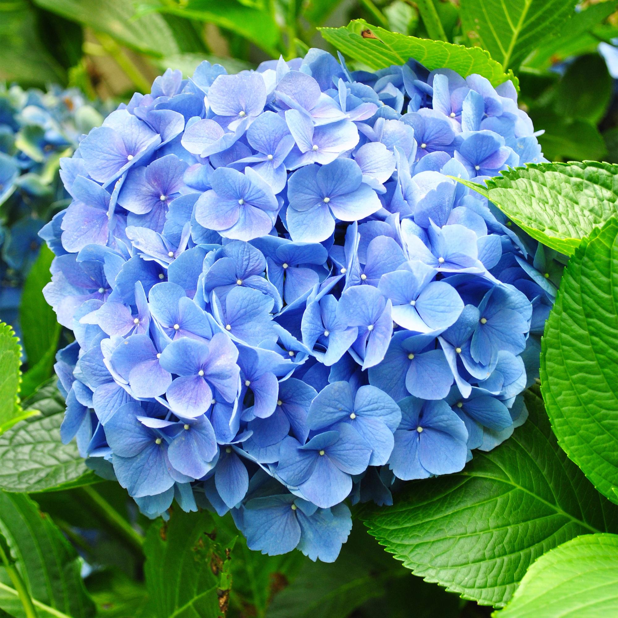 GreenboutiQ - Hortensie - Hydrangea macrophylla Blau - Blüte Blau - 3 Pflanzen - 1m2 - Laubabwerfend - Wenig Pflege - Topf 17cm Höhe 30cm