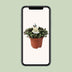 Calissia Repens (Zollpflanze) Ø12cm, ↕17cm – Grüne Zimmerpflanze Bild 5